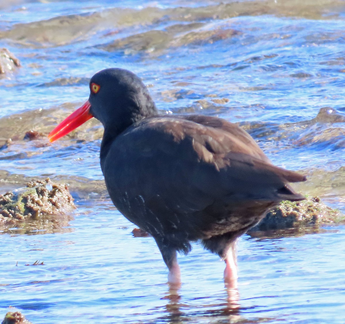 Black Oystercatcher - ML401335531