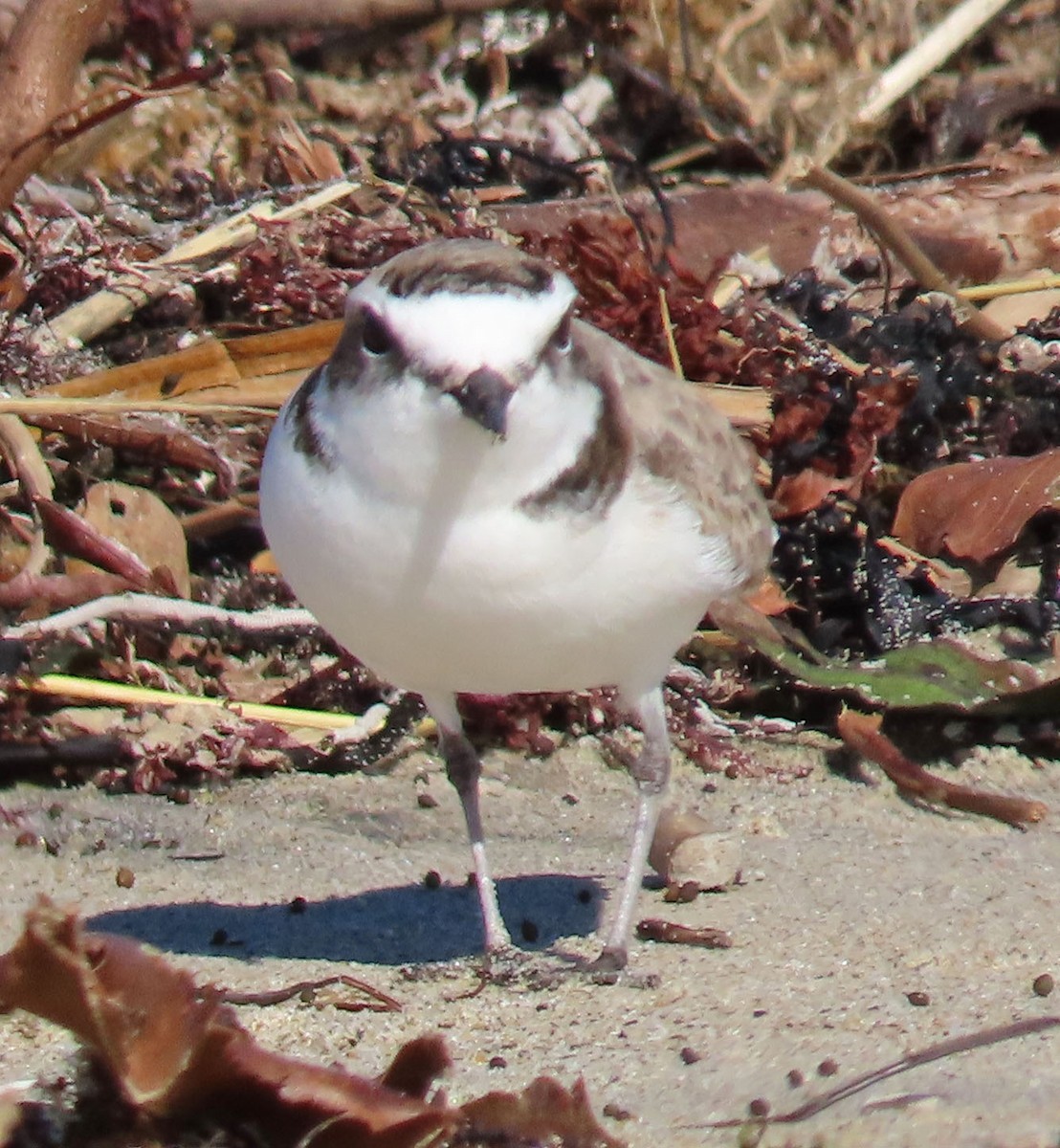 Snowy Plover - ML401335671