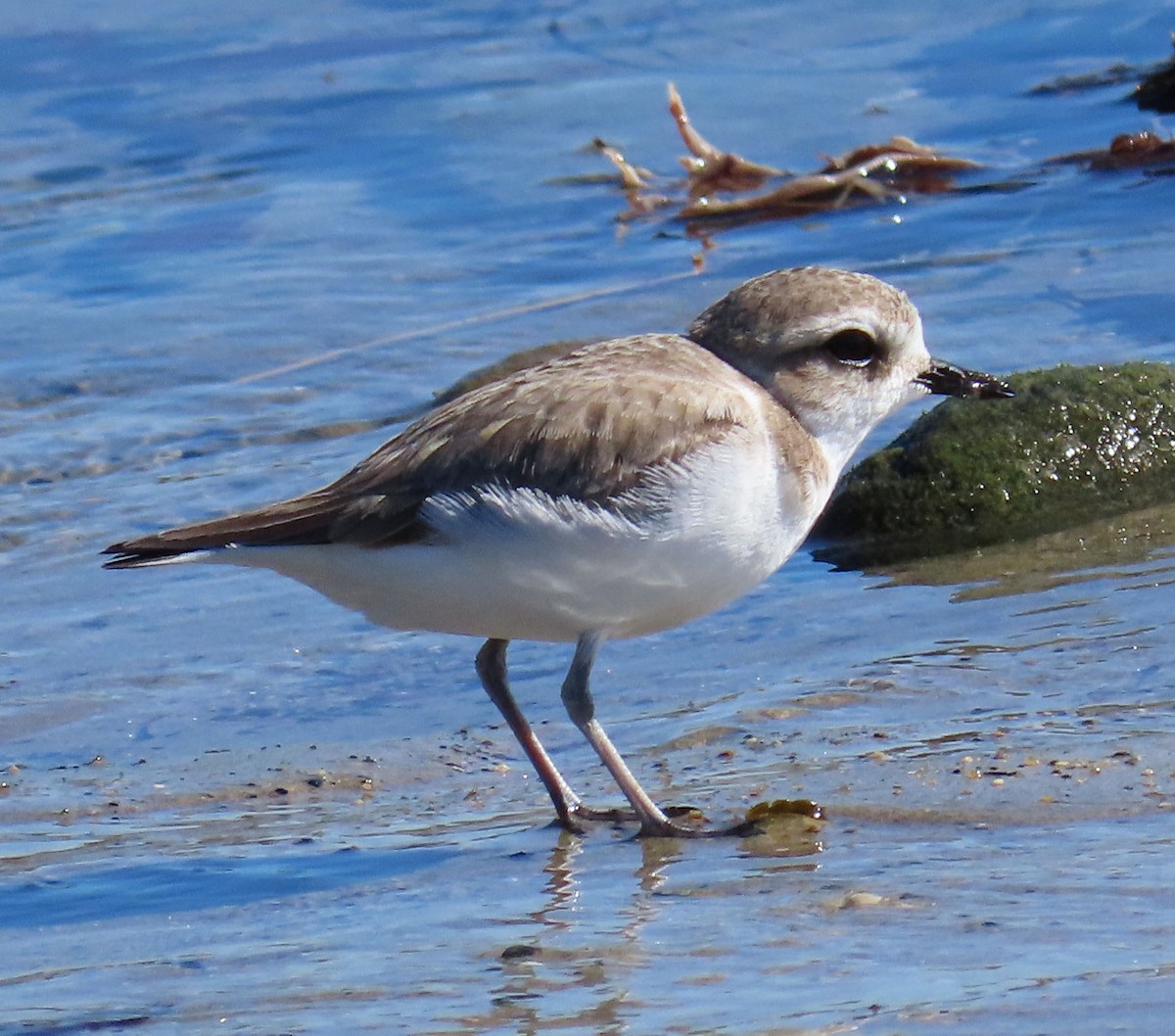 Snowy Plover - ML401335721