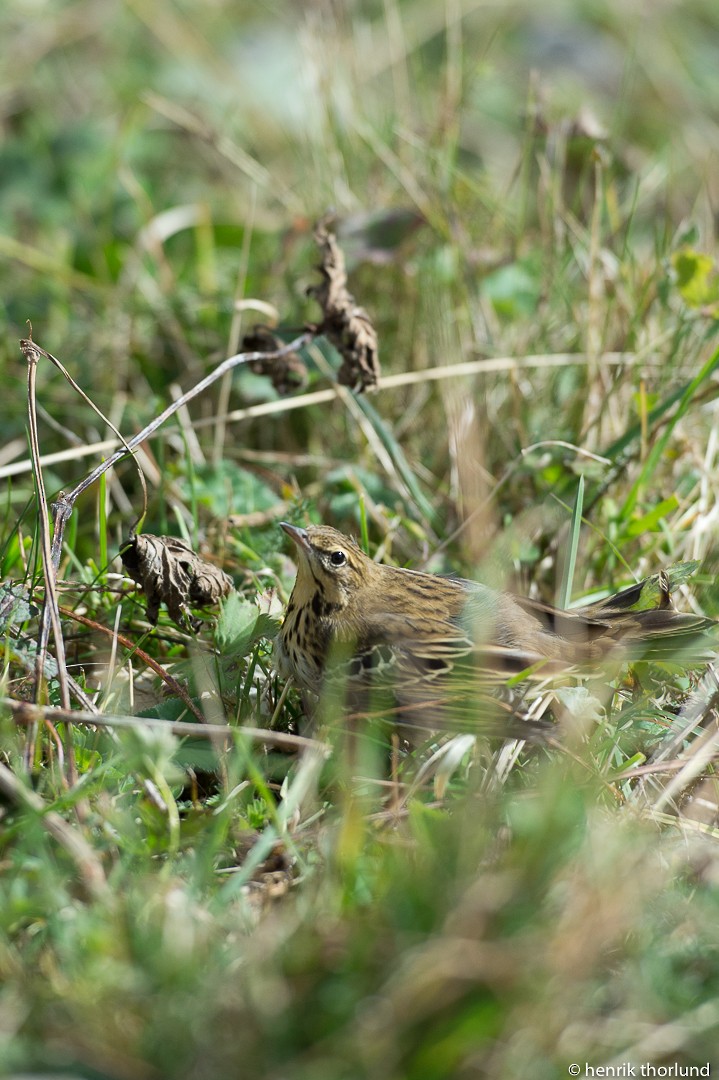 Prispolone - ML40133581