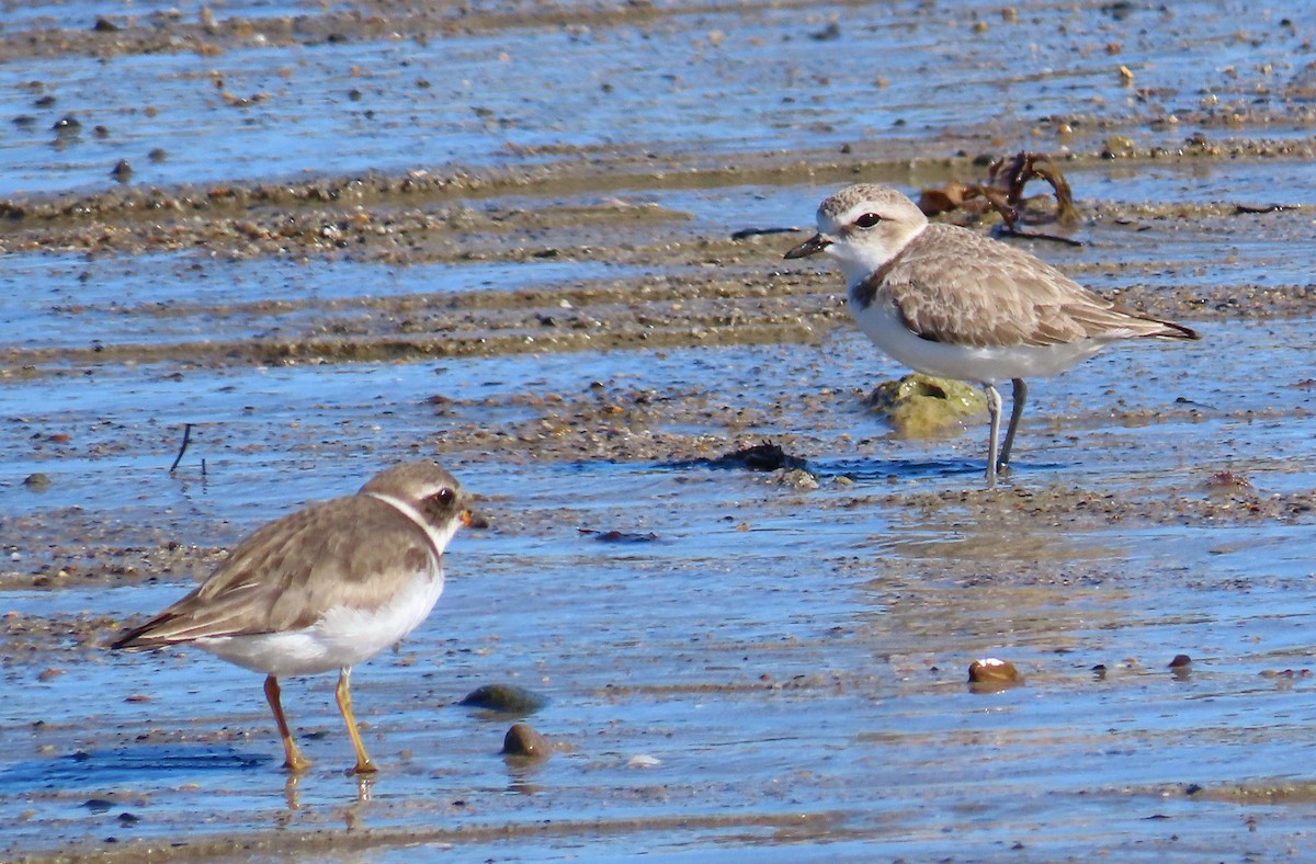 Snowy Plover - ML401335911