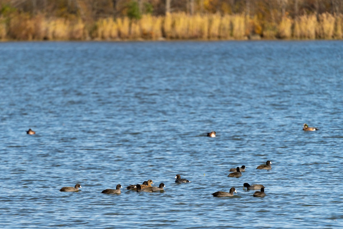 American Coot - ML401336421