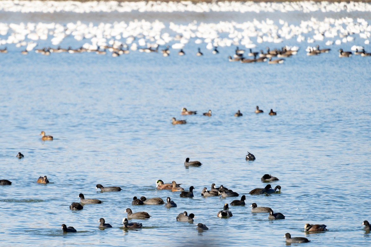 American Coot - ML401336451