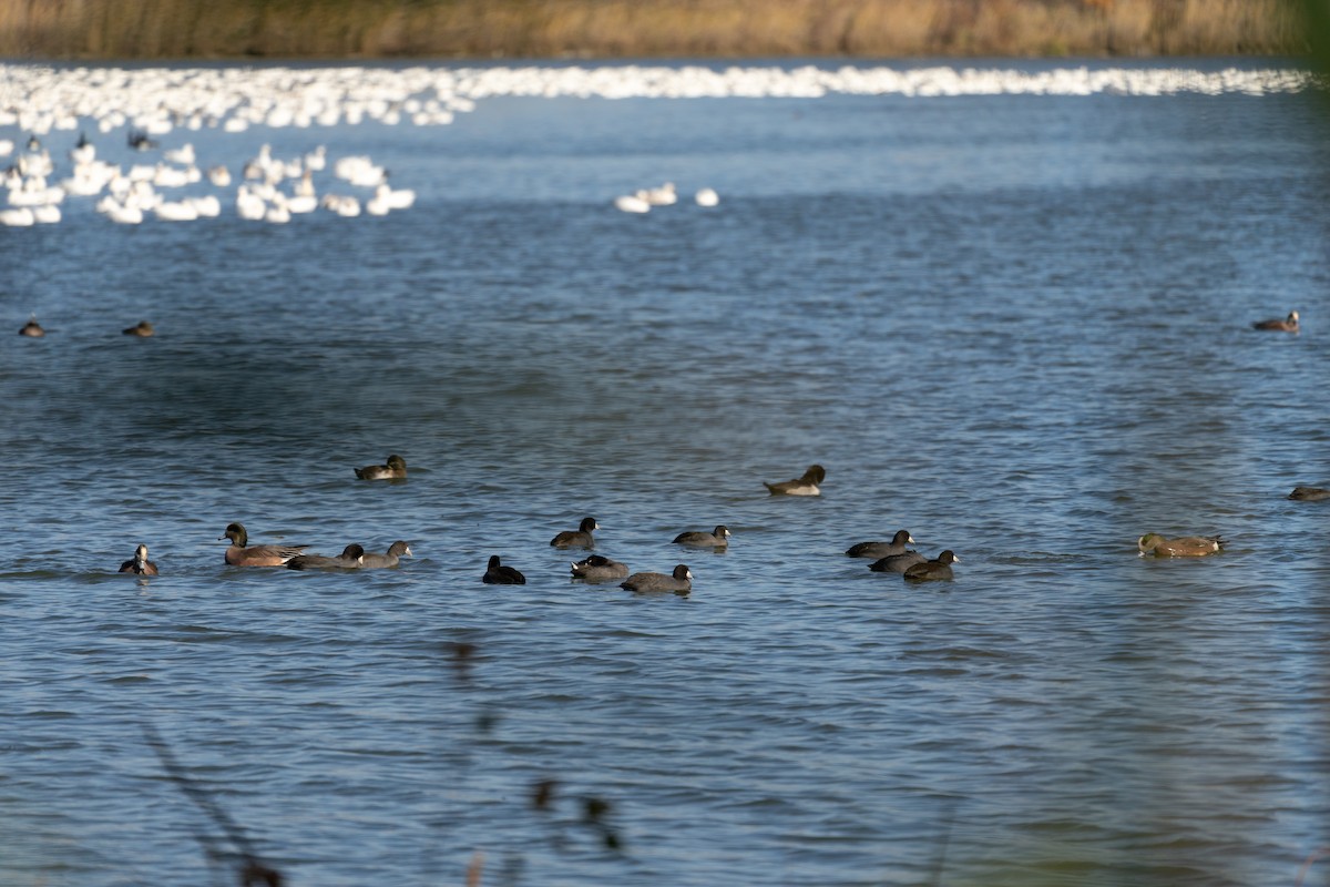 American Coot - ML401336511