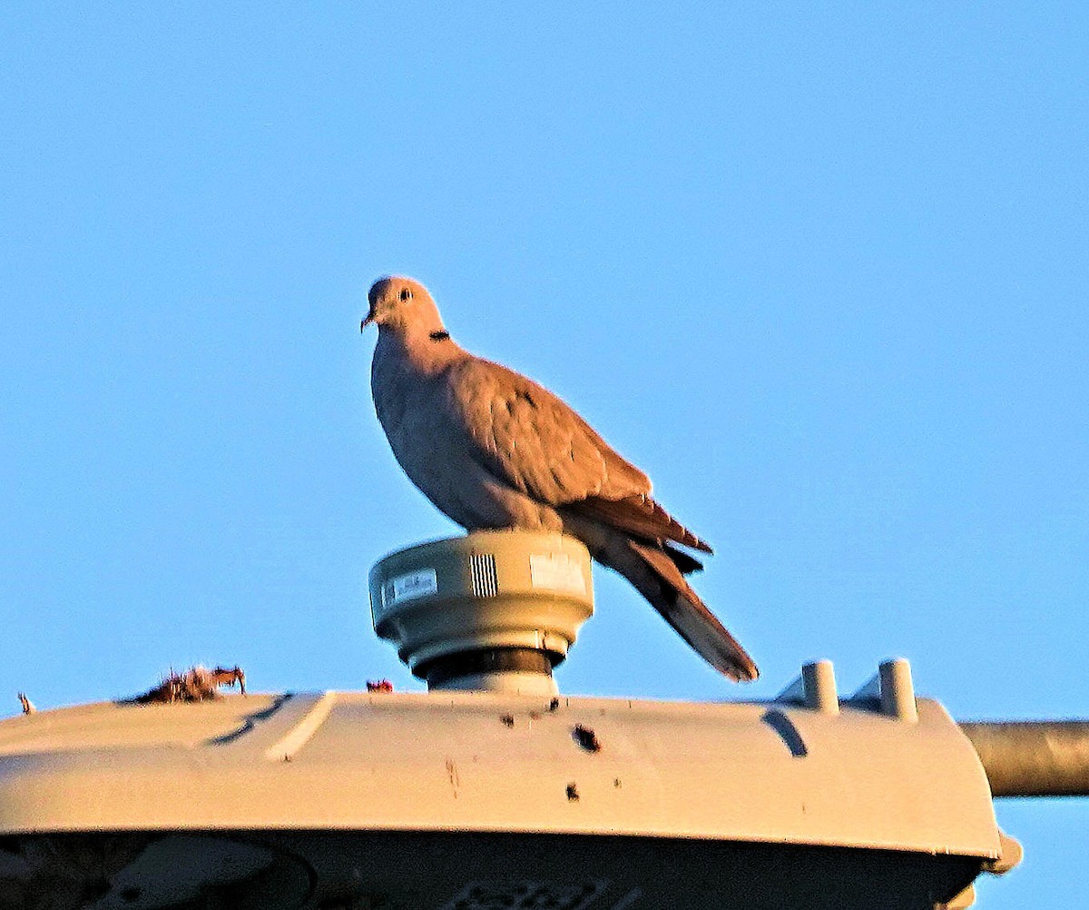 Eurasian Collared-Dove - ML401337731