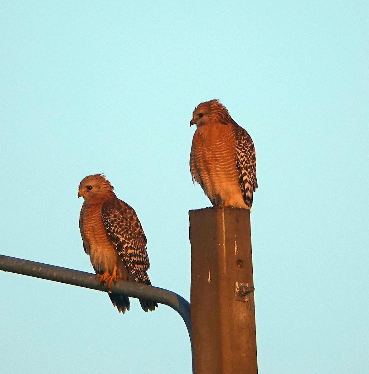 Red-shouldered Hawk - ML401337881