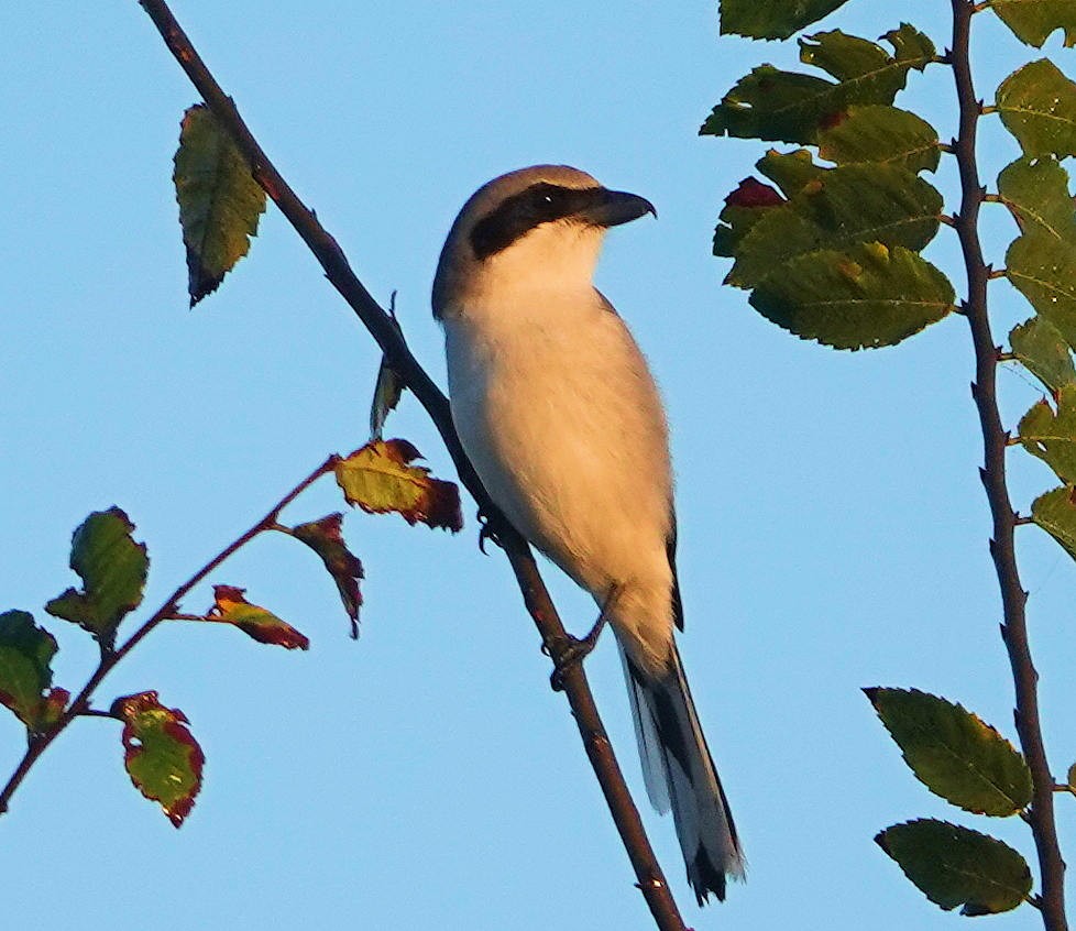 Loggerhead Shrike - ML401338041