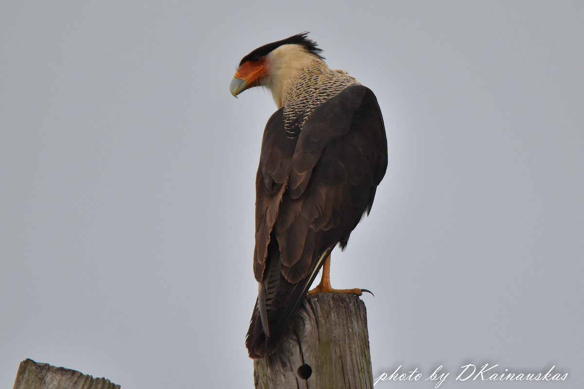 Crested Caracara (Northern) - Deborah Kainauskas