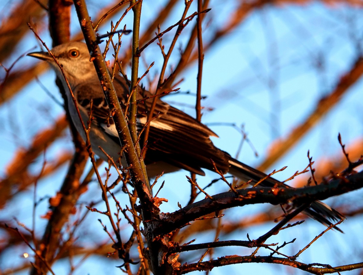 Northern Mockingbird - ML401338231