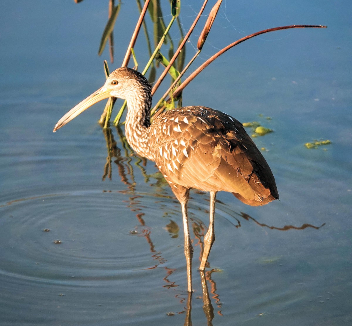 Limpkin - ML401338661