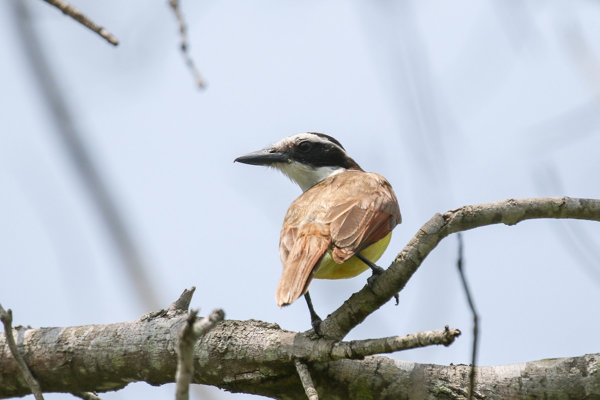 Great Kiskadee - ML401338991