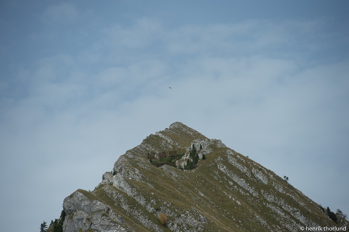 Aquila reale - ML40133901