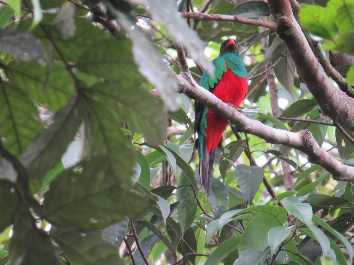 Pavonine Quetzal - Sandy Gallito