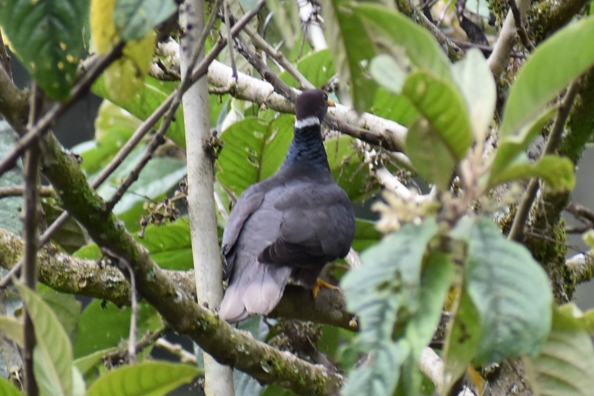 Band-tailed Pigeon - ML401340601