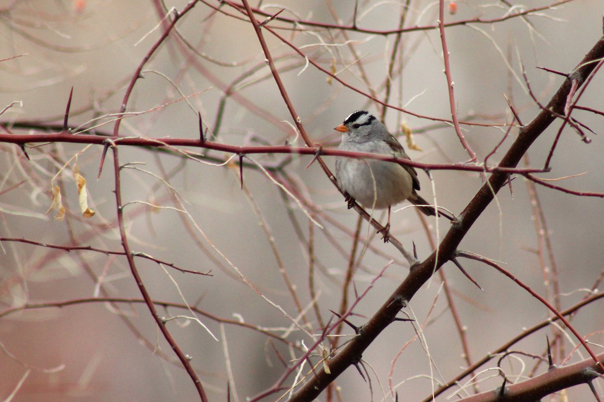White-crowned Sparrow - ML401341511