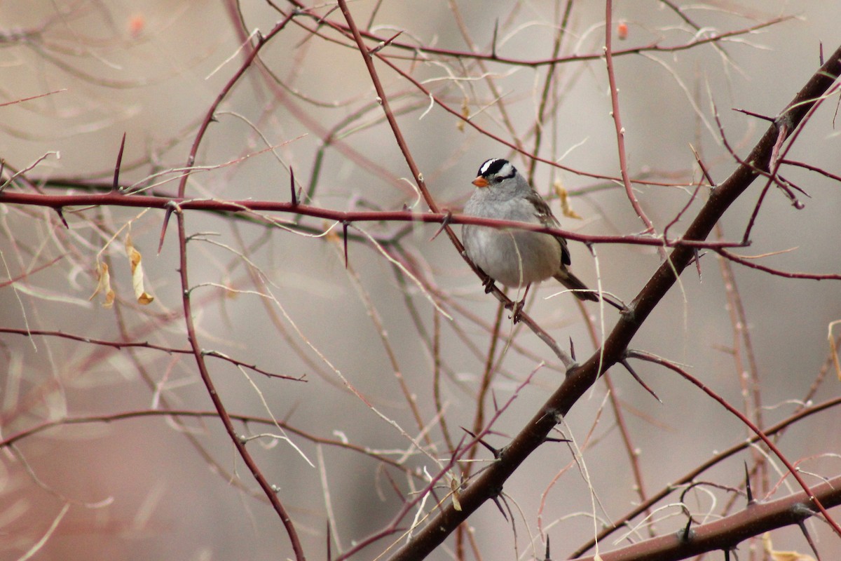 White-crowned Sparrow - ML401341541