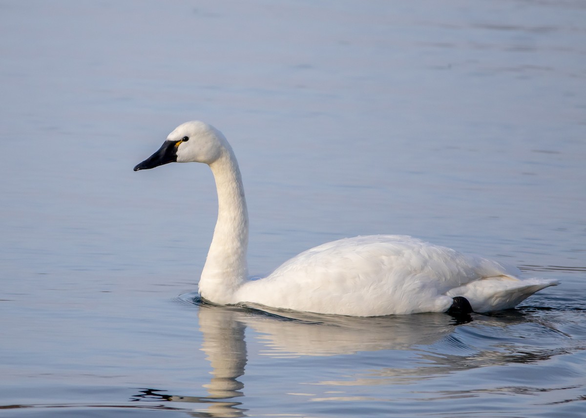 Tundra Swan - Ken Pride