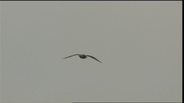 Parasitic Jaeger - ML401343