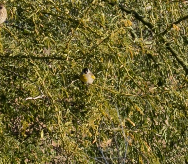 Lawrence's Goldfinch - ML401343201