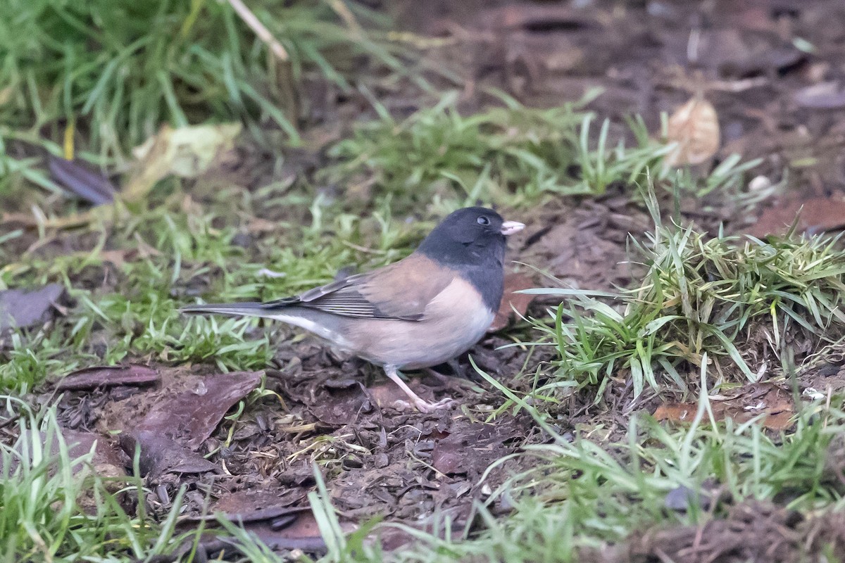 Junco Ojioscuro - ML401344301