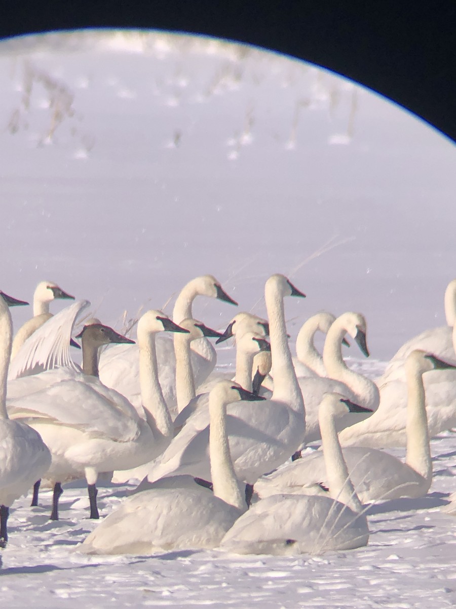 Trumpeter Swan - ML401344831