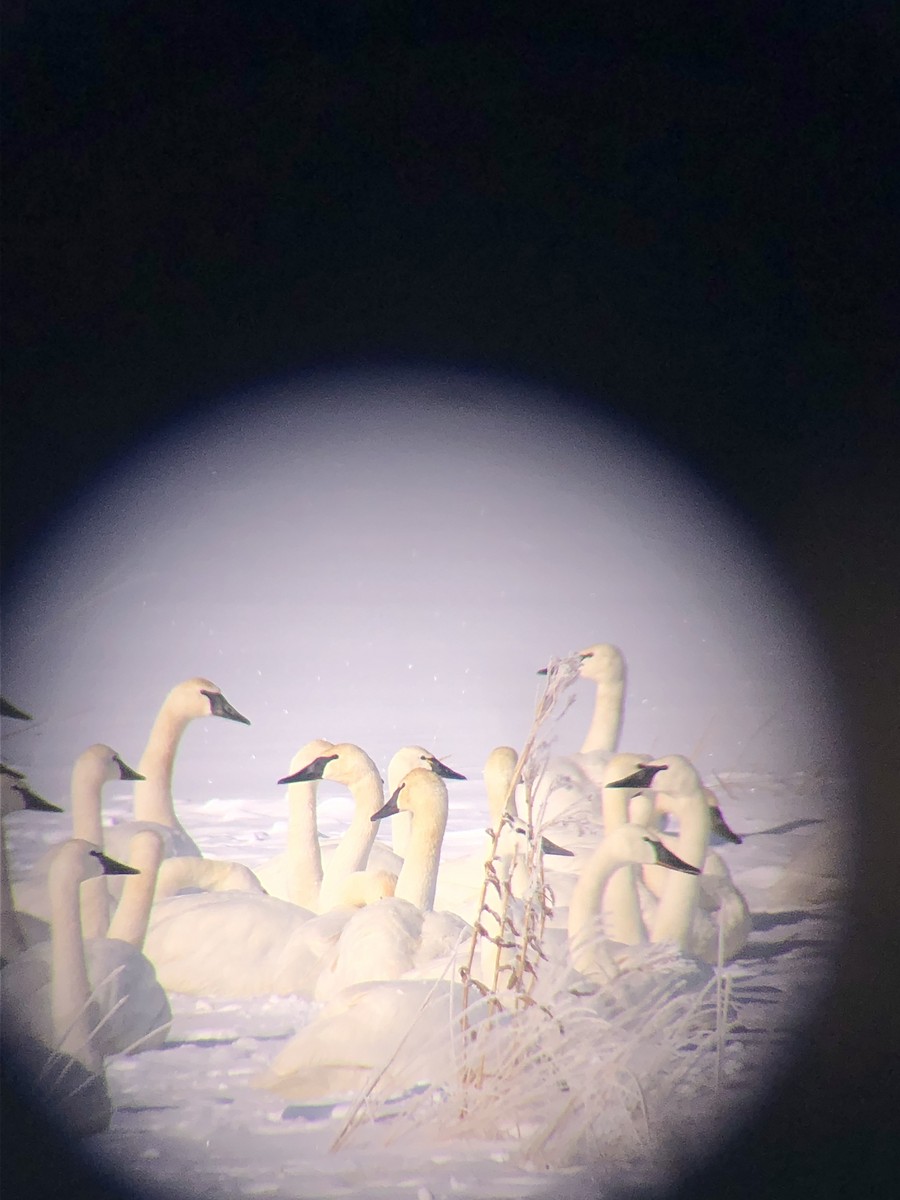 Tundra Swan - ML401345051