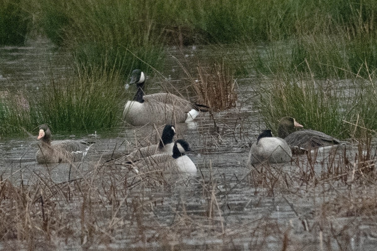 Харлаг галуу - ML401346031