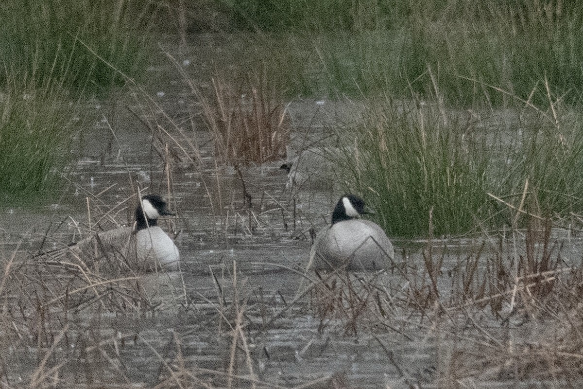 小加拿大雁 - ML401346041