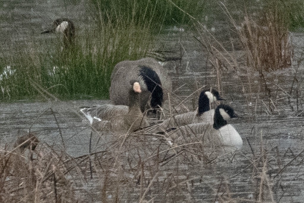 Манхин галуу - ML401346091