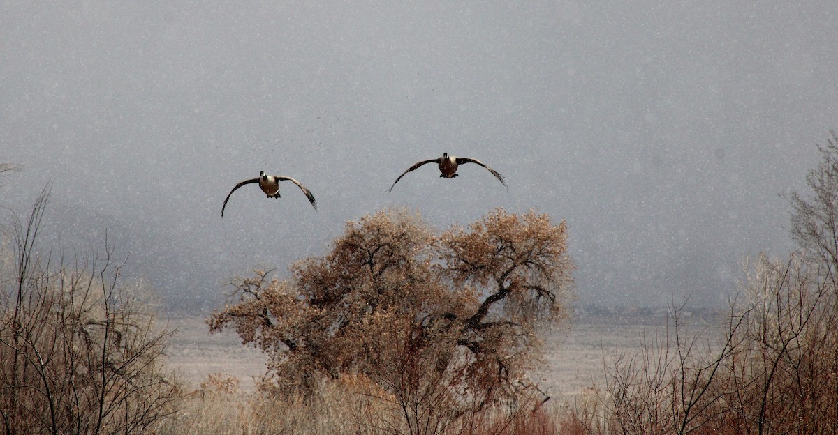 Canada Goose - ML401346121