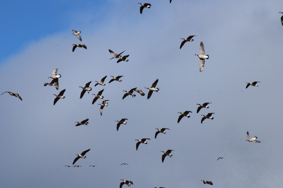 Canada Goose - David Lerwill