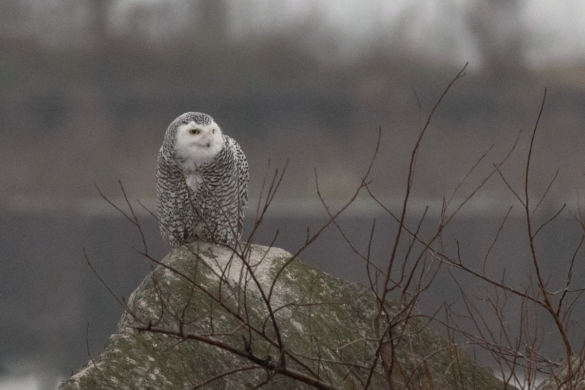 Snowy Owl - ML401346831