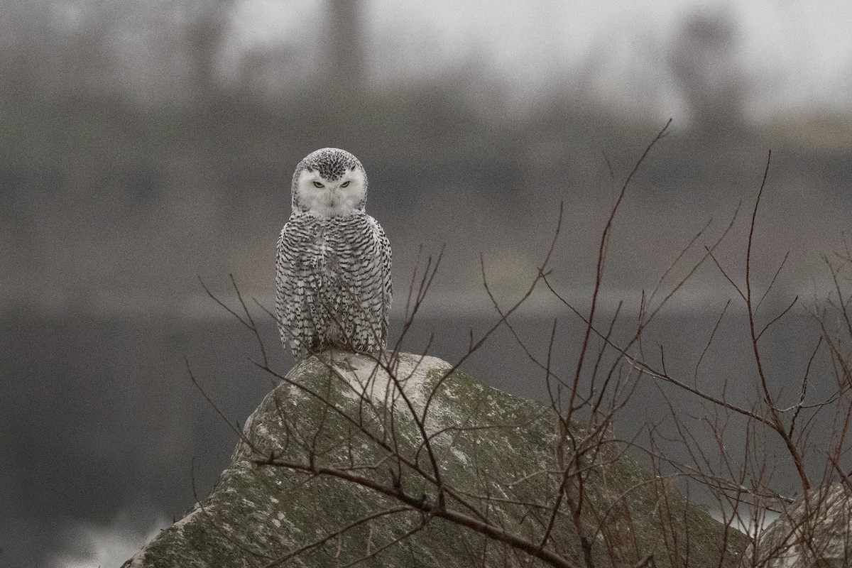 Snowy Owl - ML401346841