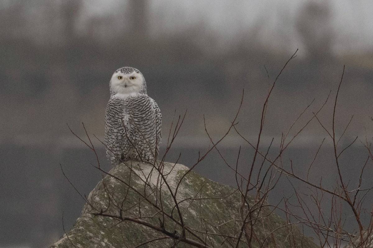 Snowy Owl - ML401346851