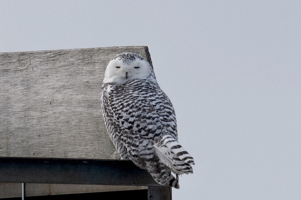 Snowy Owl - ML401347261