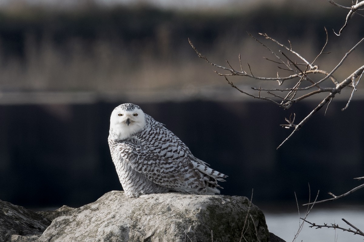 Harfang des neiges - ML401347271