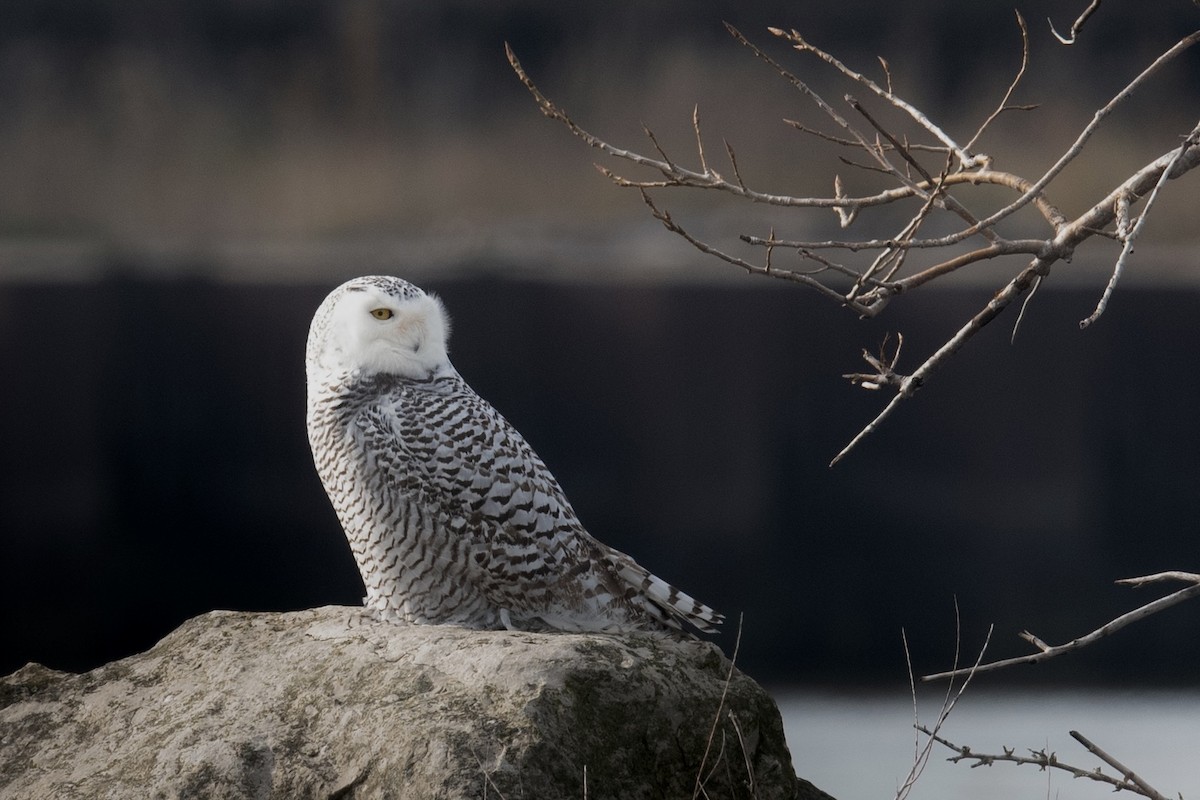 Snowy Owl - ML401347301