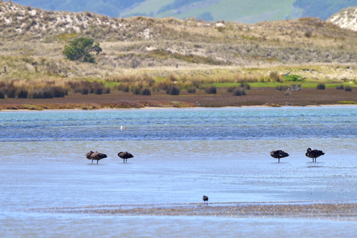 Cygne noir - ML401347361