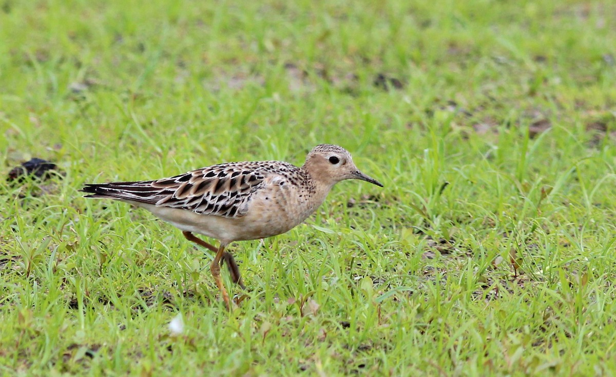 Buff-breasted Sandpiper - ML40134781