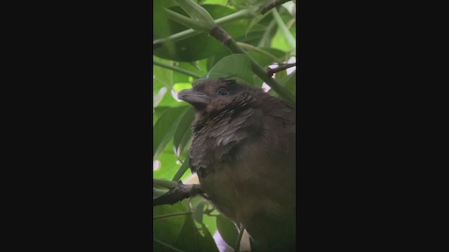 Rufous-vented Ground-Cuckoo - ML401348031