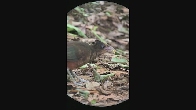 Rufous-vented Ground-Cuckoo - ML401348041