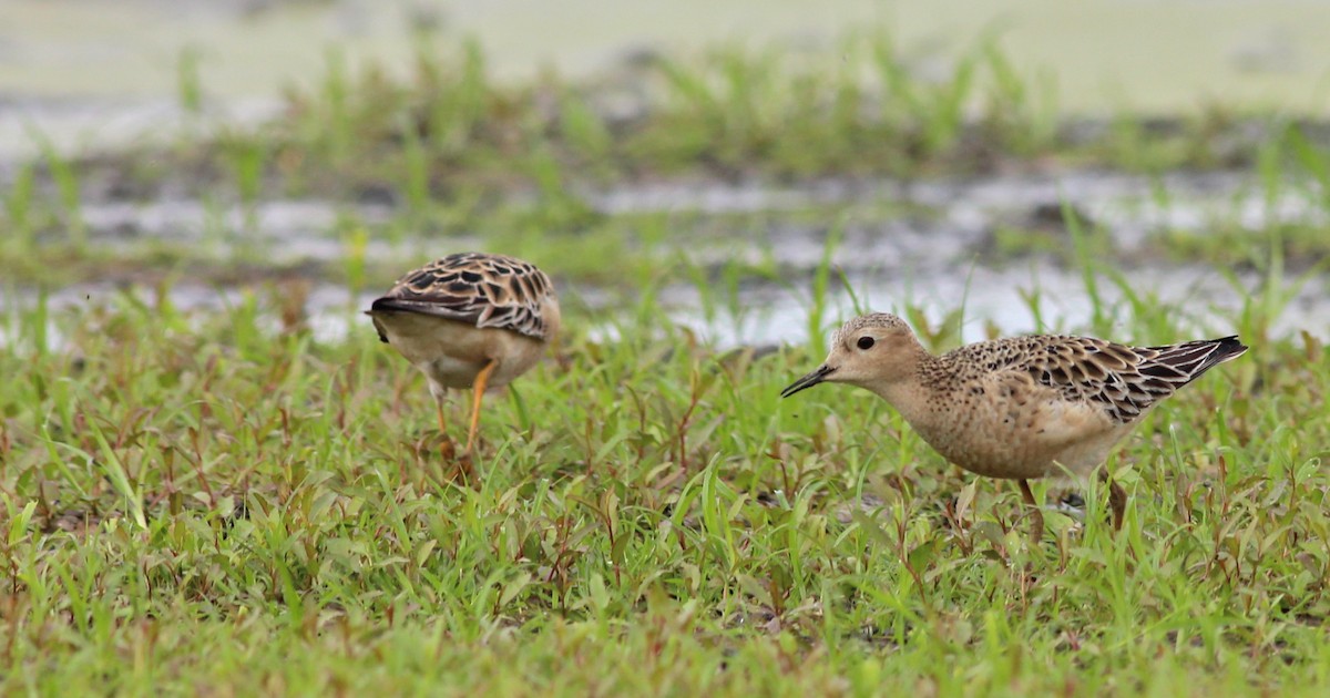 Buff-breasted Sandpiper - Shawn Billerman