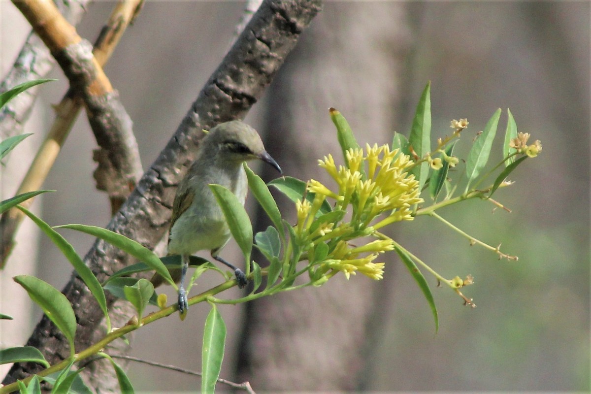 Brown Honeyeater - ML401348861