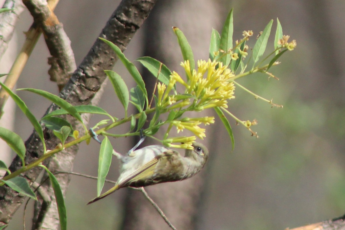 Brown Honeyeater - ML401349021