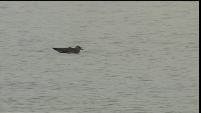 Parasitic Jaeger - ML401350