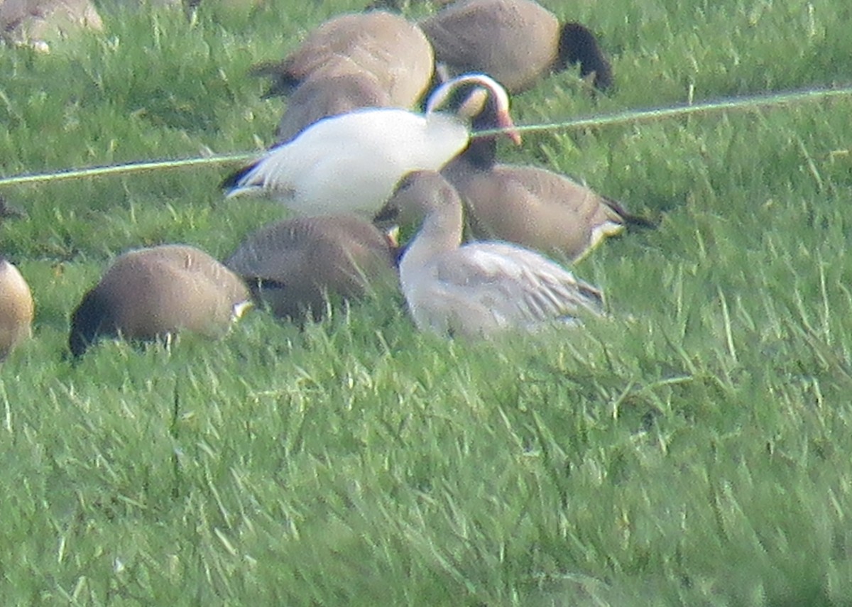 Snow Goose - ML401350801