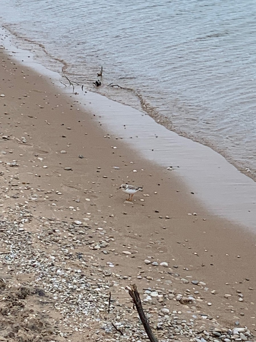 Piping Plover - ML401351061