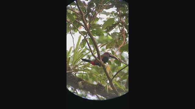 Yellow-eared Toucanet - ML401351811