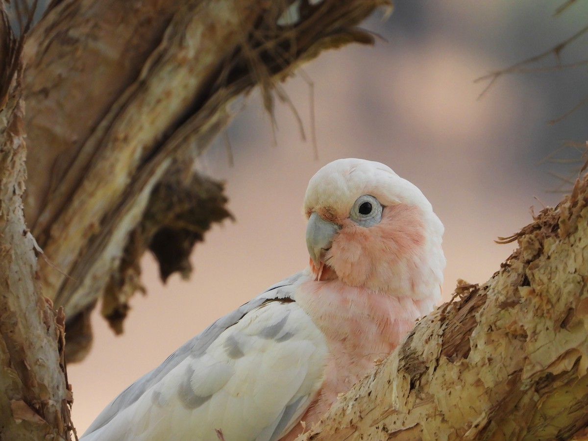 Galah x Little Corella (hybrid) - ML401351951