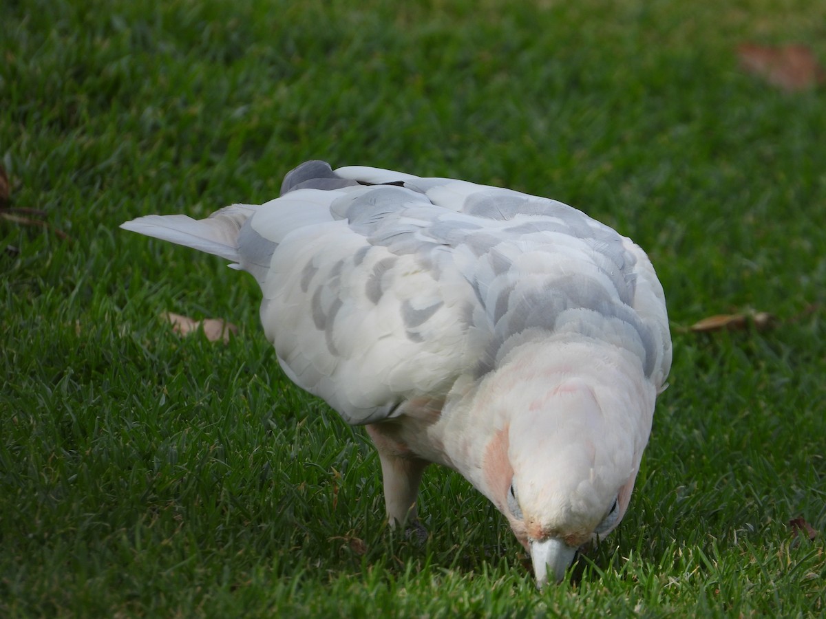 Galah x Little Corella (hybrid) - ML401351991
